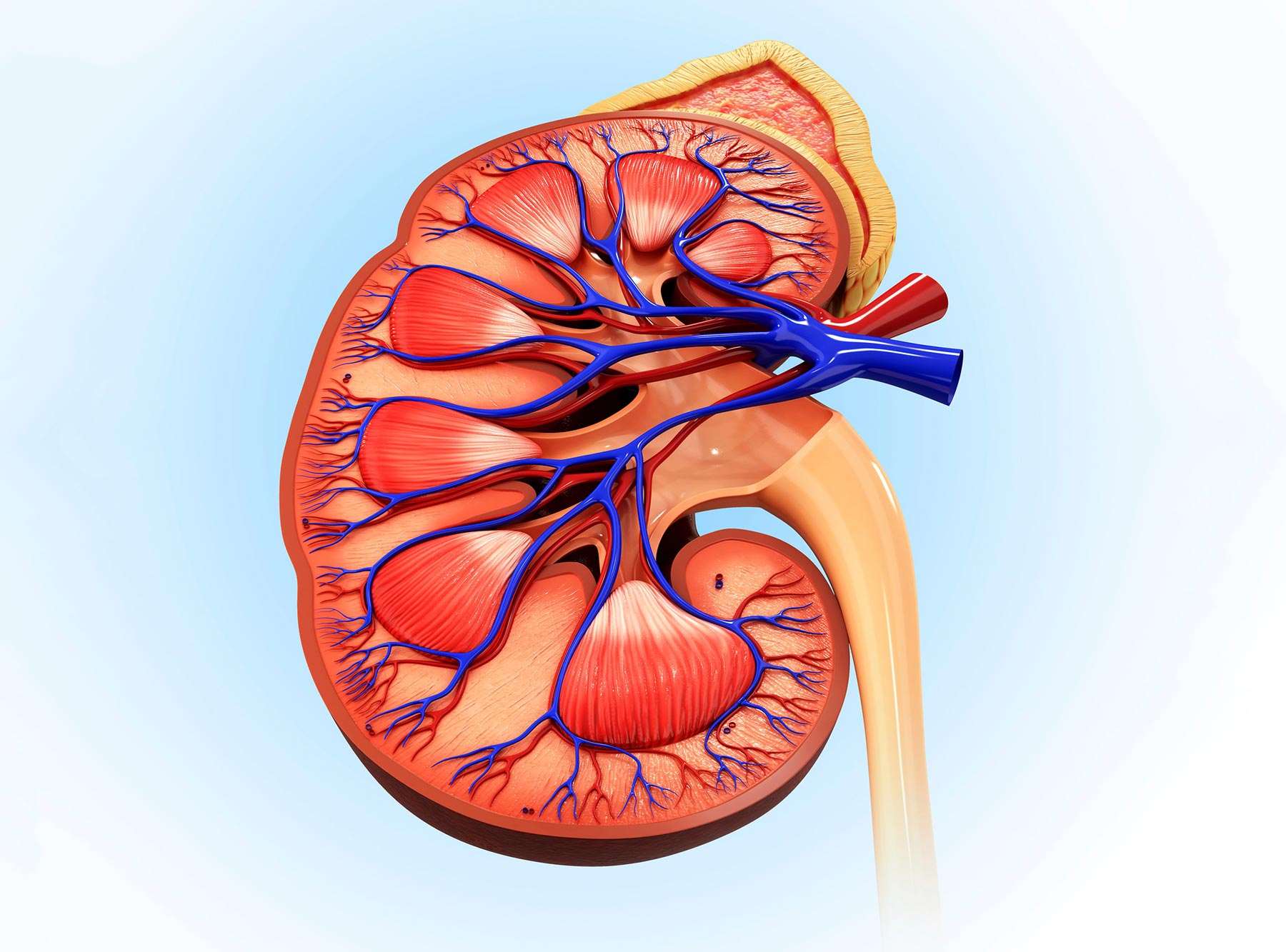 Human-Kidney